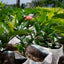 Plant 5