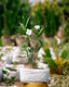 Mexican Petunia Plant