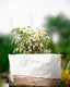 Variegated Weeping Fig