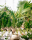 Adonidia Palm - Christmas Palm - Visual Palm