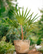 Red Latan Palm