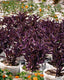 Purple Queen Plant - Purple Heart - Wandering Jew