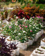 Madagascar Periwinkle - Rose Periwinkle