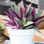 Oyster Plant - Moses-in-the-Cradle