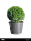 Round Thuja Plant - Thuja Occidentalis "Danica"