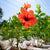 Gardens & Landscape