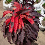 Plant 02