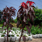 Plant 02