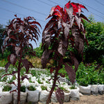 Plant 02