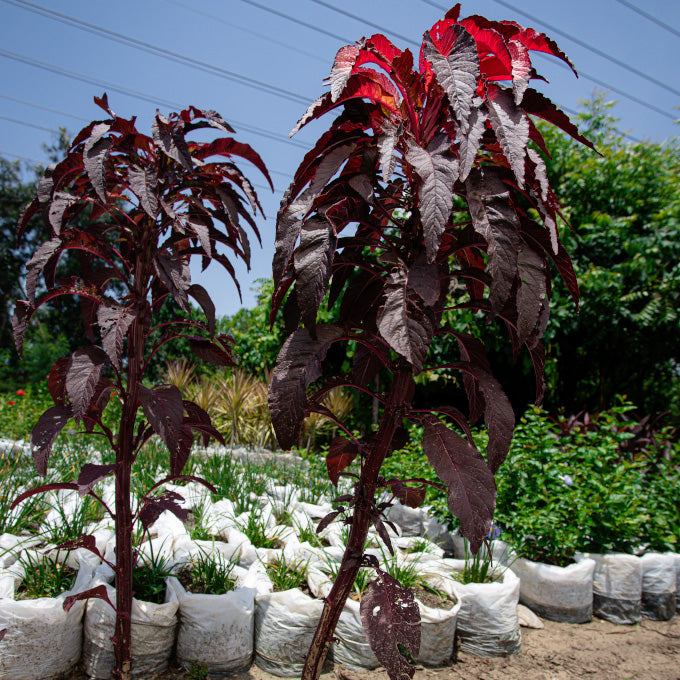 Plant 02