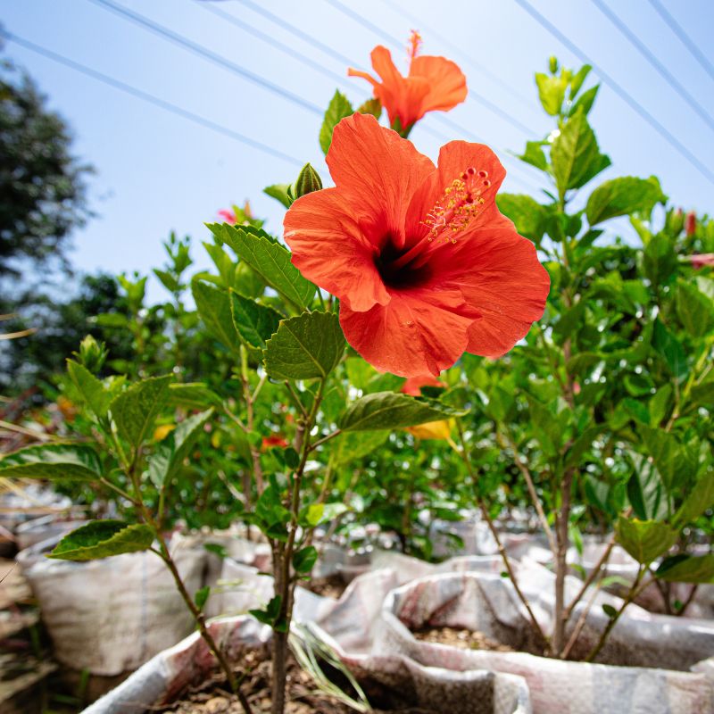 Chinese Hibiscus - Tropical Hibiscus - China Rose - Hawaiian Hibiscus