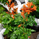 PLant 4