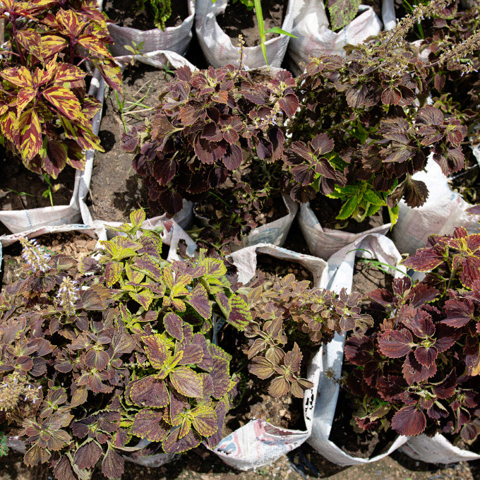 Plant 6
