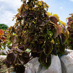 Plant 6