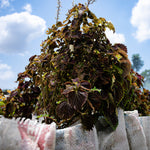 Plant 6