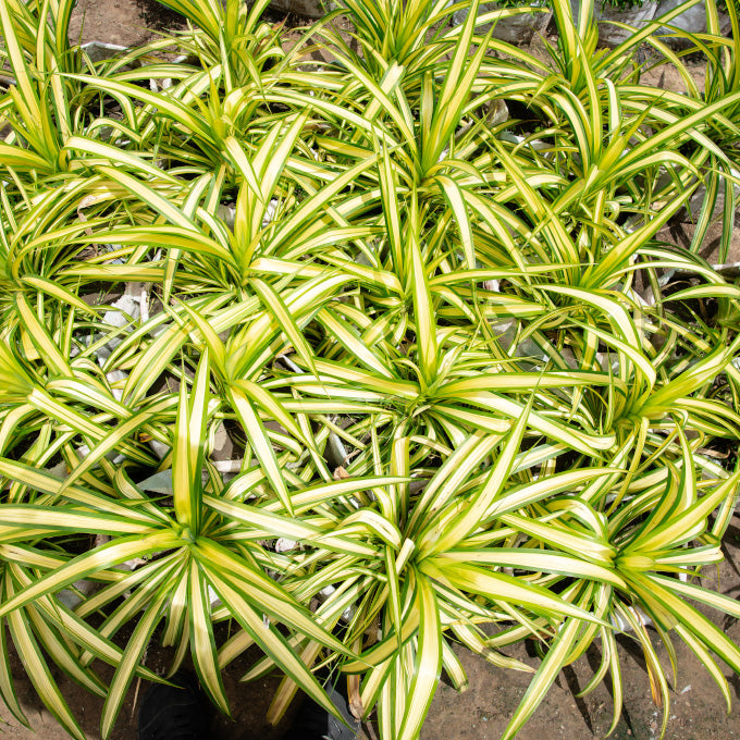 Plant 03