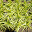 Plant 03