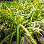 Plant 03