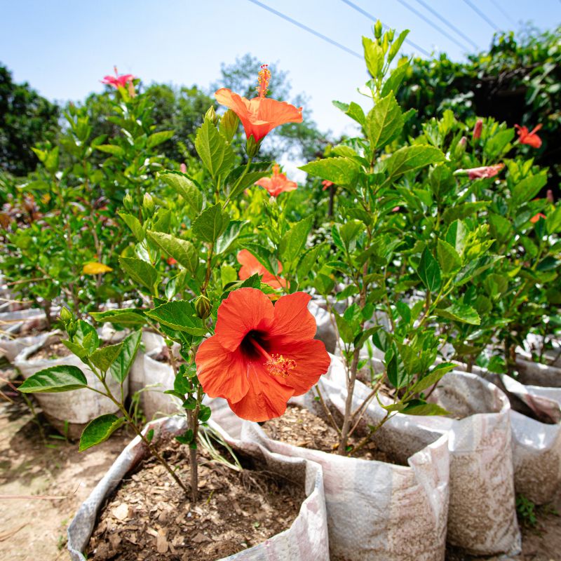 Chinese Hibiscus - Tropical Hibiscus - China Rose - Hawaiian Hibiscus