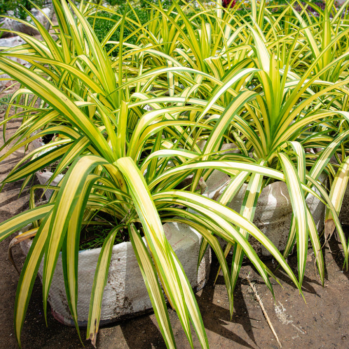 Plant 03
