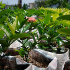 Plant 5