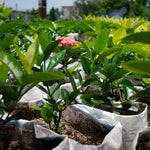 Plant 5