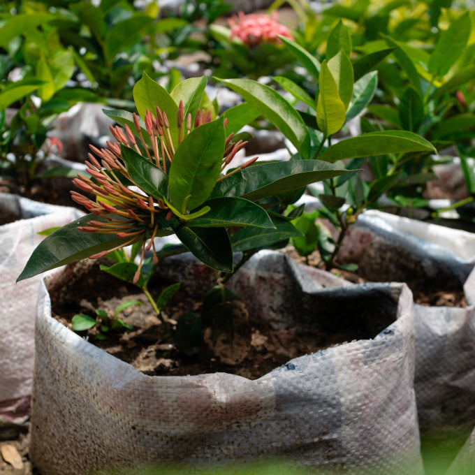 Plant 5