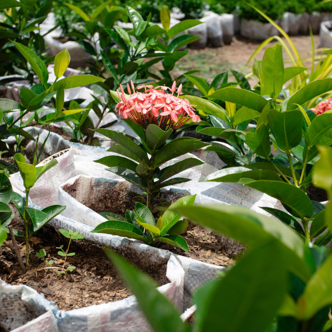 Plant 5