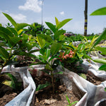 Plant 5