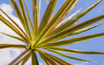 Madagascar Dragon Tree - Dracaena Marginata