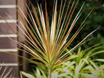 Madagascar Dragon Tree - Dracaena Marginata