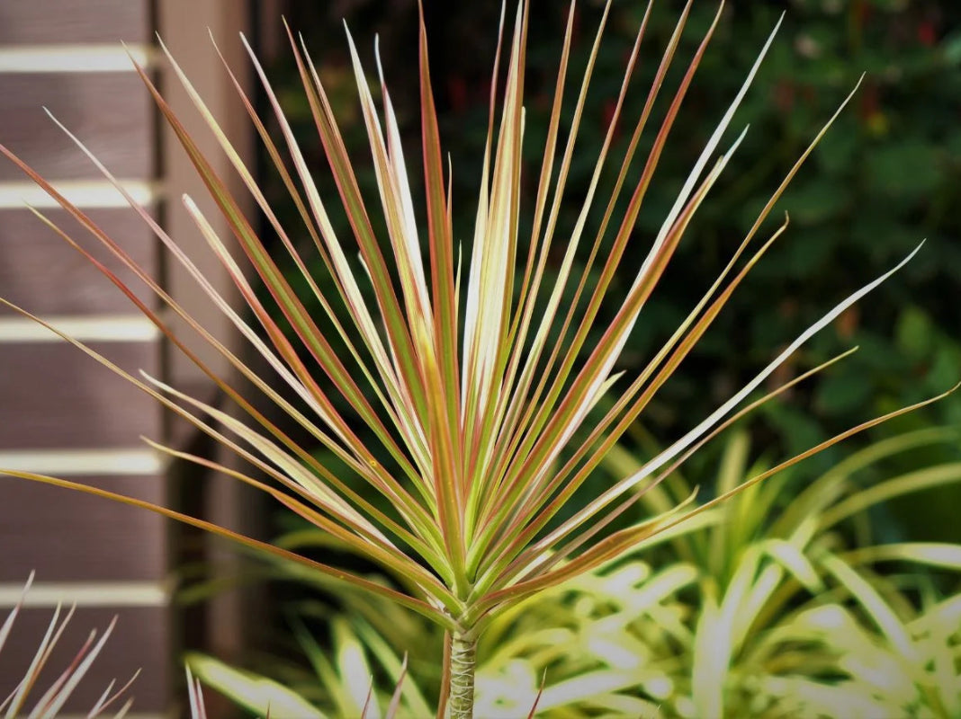Madagascar Dragon Tree - Dracaena Marginata