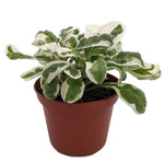 Alternanthera Ficoidea "Snowball"