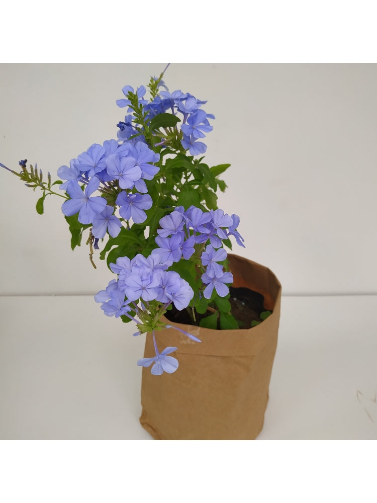 Cape Leadwort - Plumbago Plant