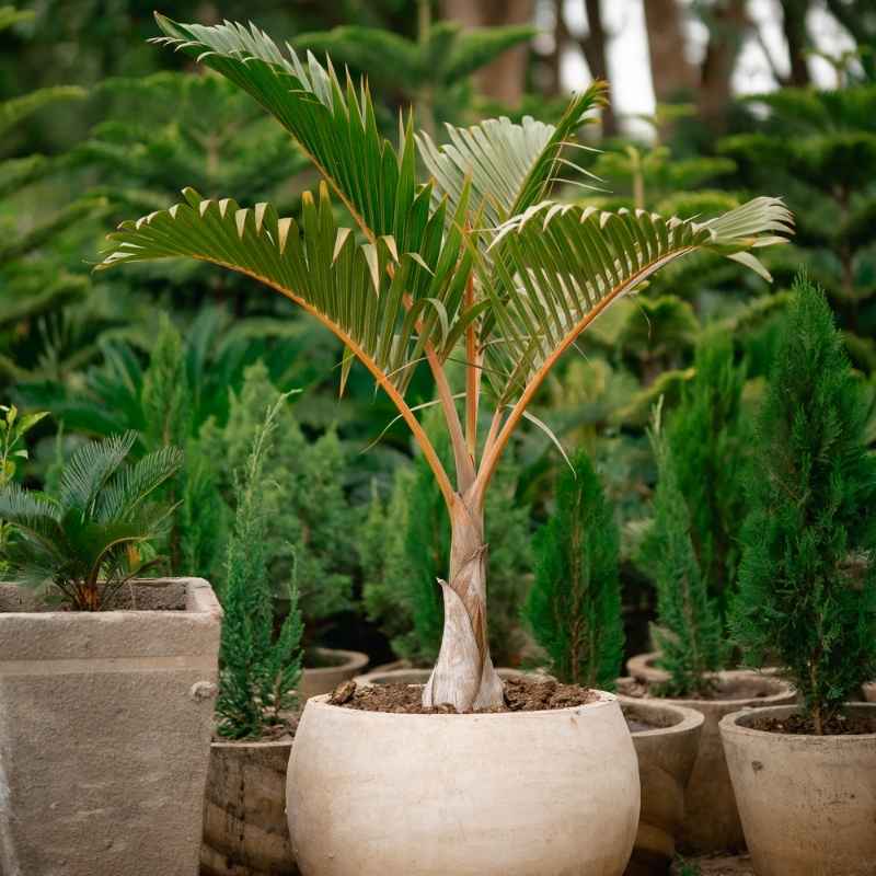 Bottle Palm -Mascarene Bottle Palm