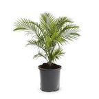 Butterfly Palm - Areca Palm - Golden Palm - Cane Palm - Yellow Palm