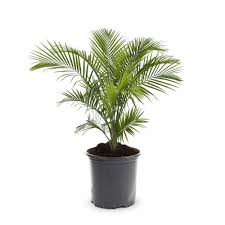 Butterfly Palm - Areca Palm - Golden Palm - Cane Palm - Yellow Palm