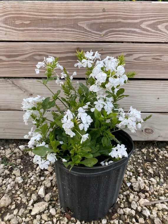 Cape Leadwort - Plumbago Plant