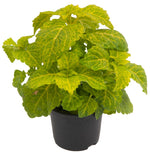 Coleus Plant