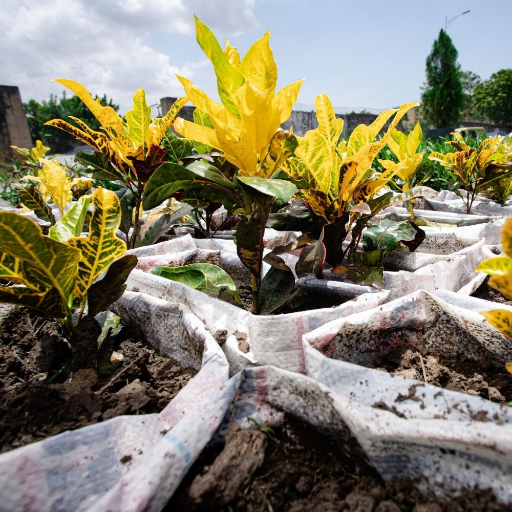 Croton Plant