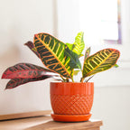 Croton Plant