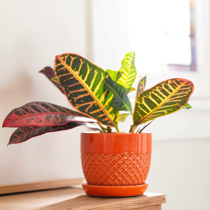Croton Plant