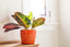 Croton Plant