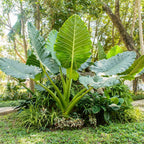 Giant Taro Plant