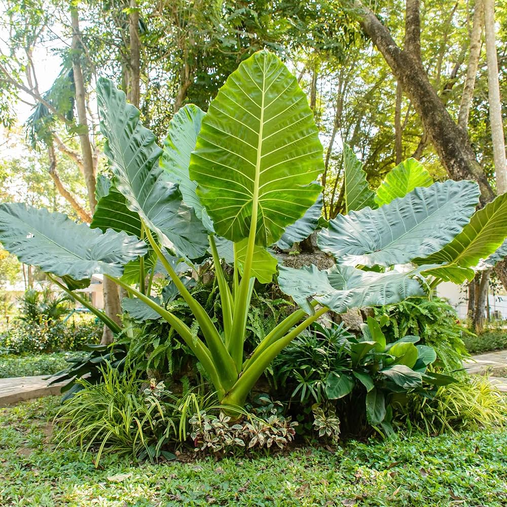 Giant Taro Plant