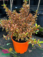 Mirror bush - Rainbow Surprise