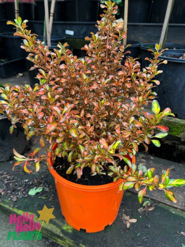 Mirror bush - Rainbow Surprise