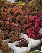 Coleus Plant