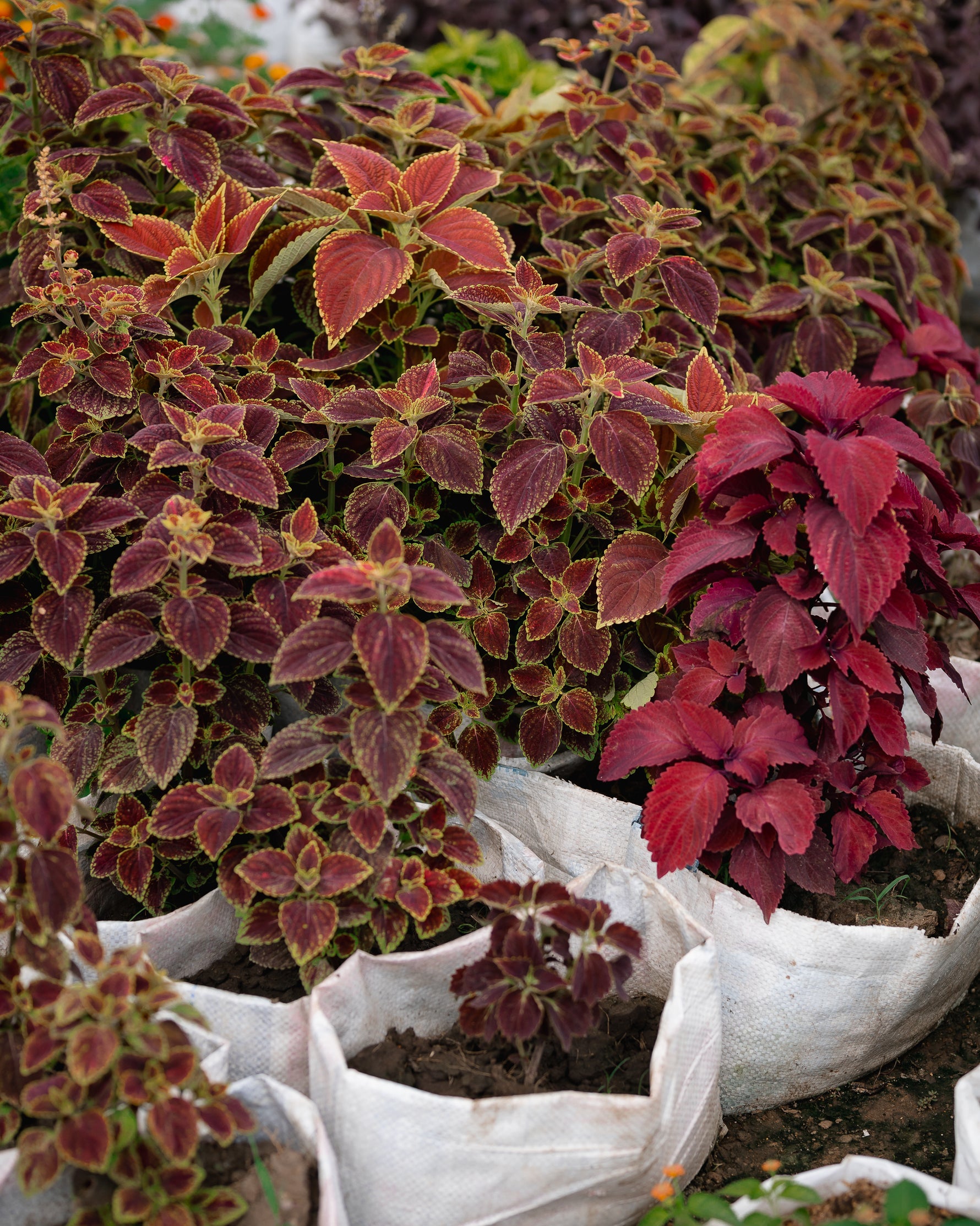 Coleus Plant