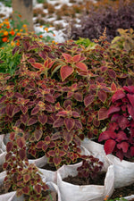 Coleus Plant
